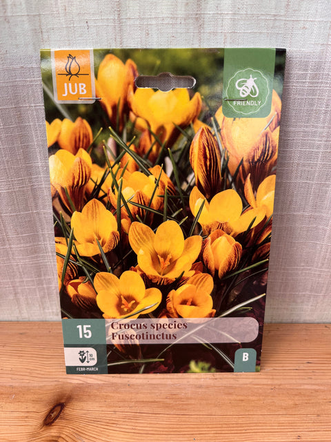 Crocus species Fuscotinctus - 15 bulbes