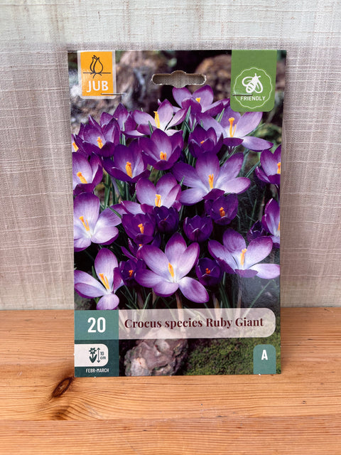 Crocus species Ruby Giant - 20 bulbes
