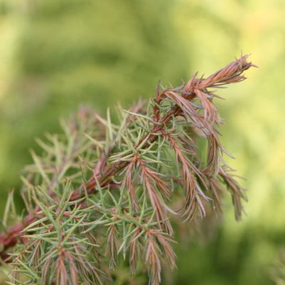 Cryptomeria Japonica