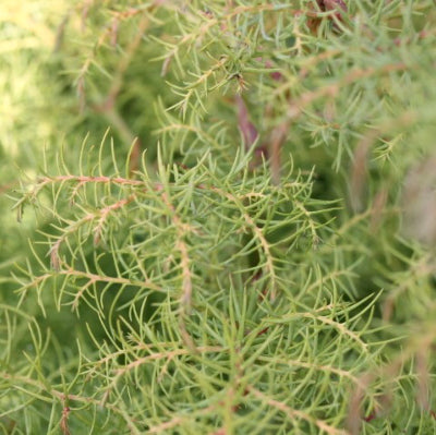 Cryptomeria Japonica