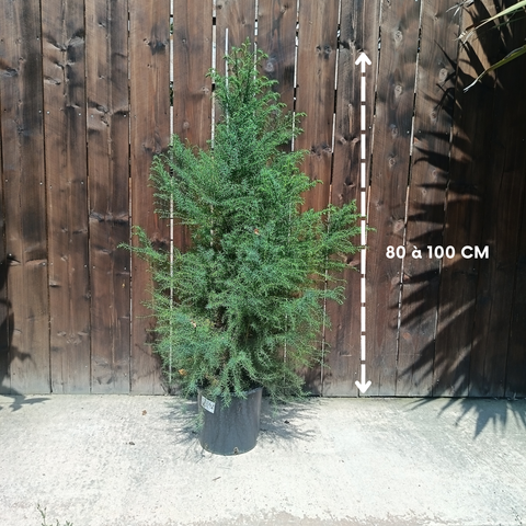 Cryptomeria japonica Elegans / Cèdre du Japon