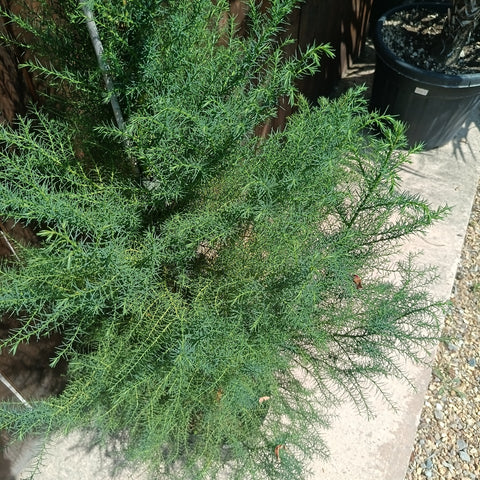 Cryptomeria japonica Elegans / Cèdre du Japon