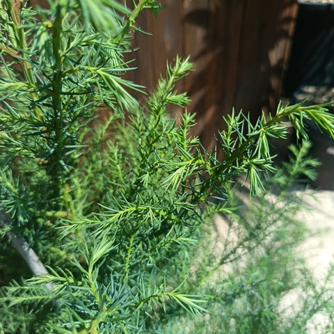 Cryptomeria japonica Elegans / Cèdre du Japon