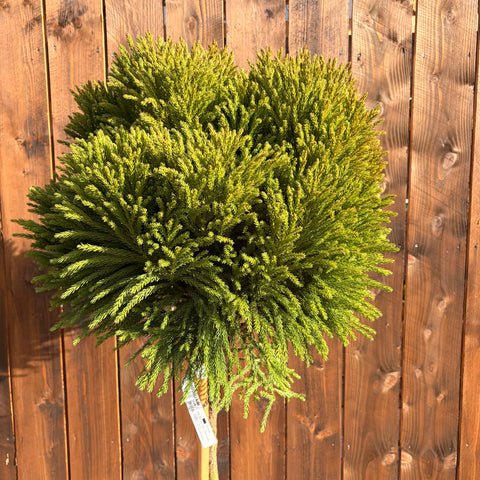 Cryptomeria Globosa Nana sur tige