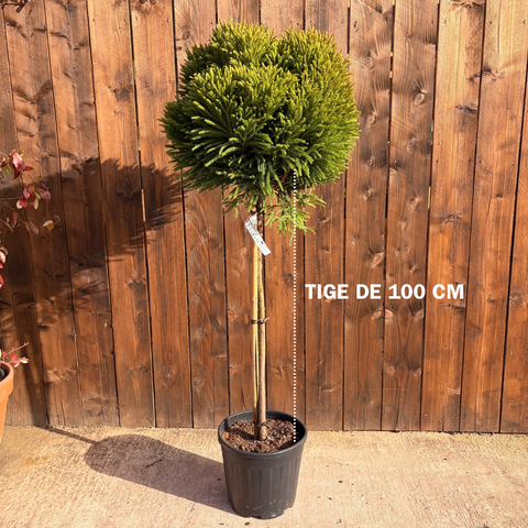 Cryptomeria Globosa Nana sur tige
