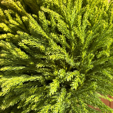 Cryptomeria Globosa Nana sur tige