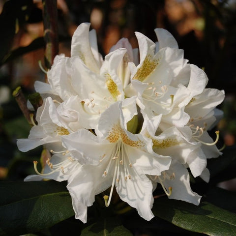Rhododendron 'Cunningham's White'
