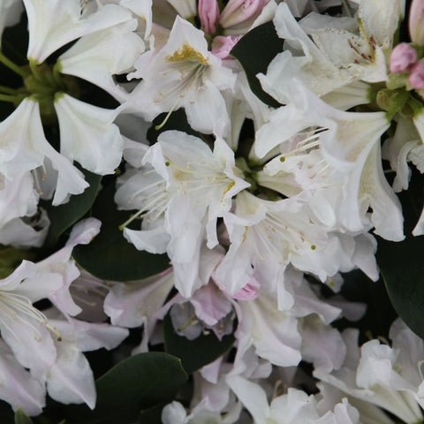 Rhododendron 'Cunningham's White'