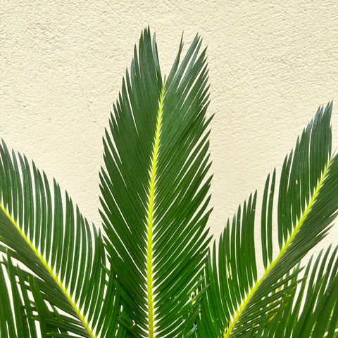 Cycas Revoluta