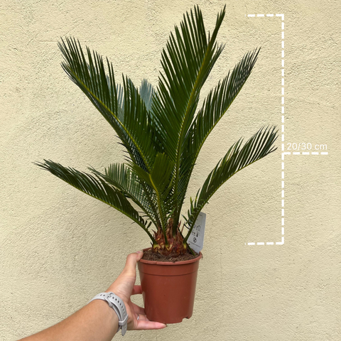 Cycas Revoluta
