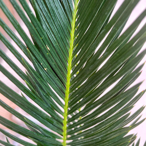 Cycas Revoluta