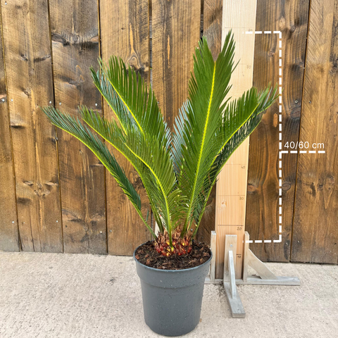 Cycas Revoluta