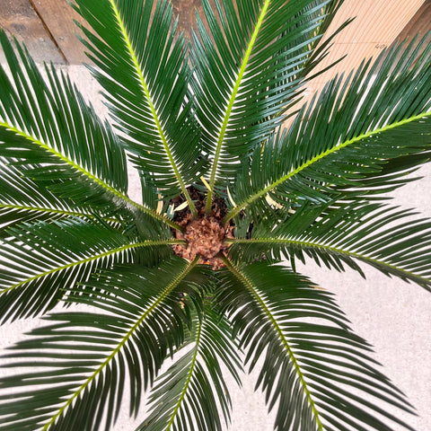 Cycas Revoluta