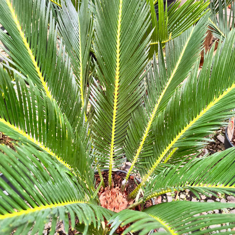 Cycas Revoluta