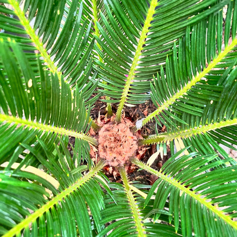 Cycas Revoluta