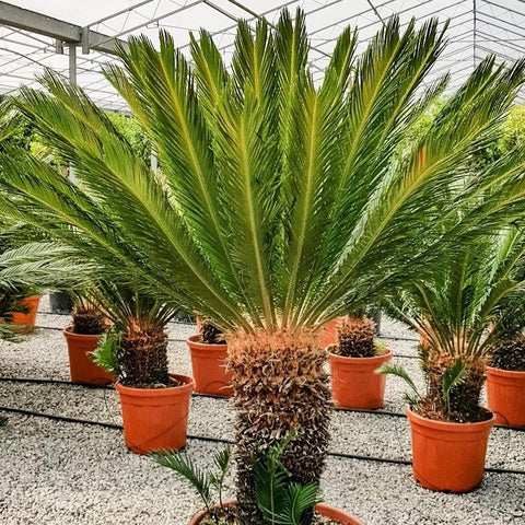 Cycas Revoluta