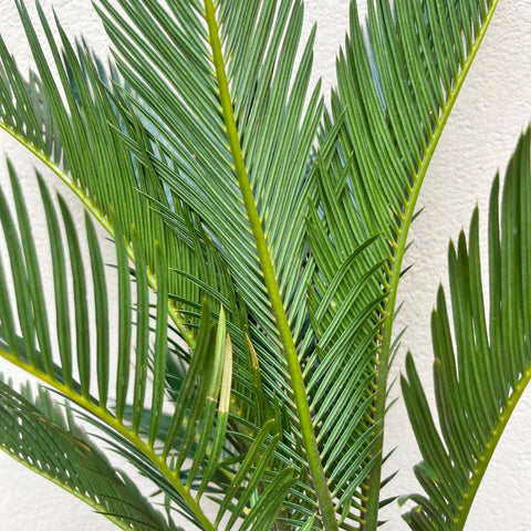Cycas Revoluta