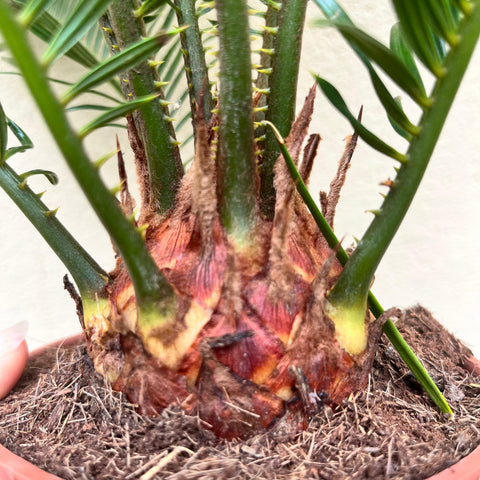 Cycas Revoluta