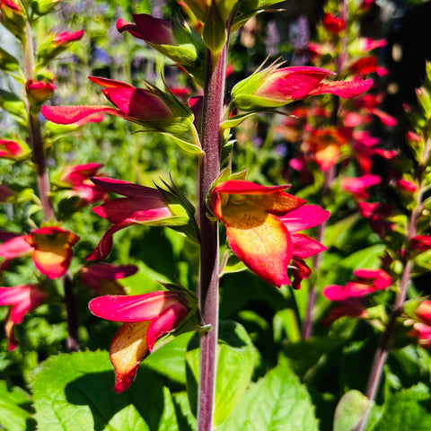 Digitale 'Cherry Brandy'