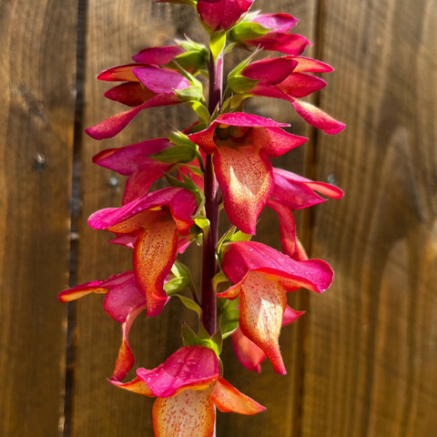 Digitale 'Cherry Brandy'