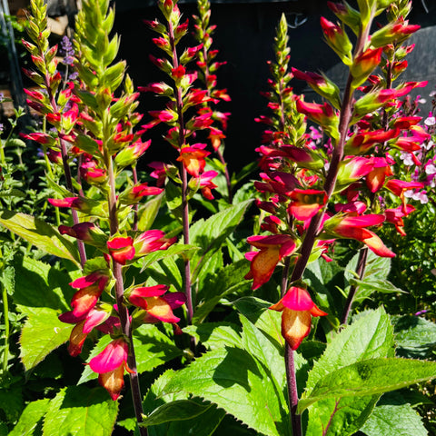Digitale 'Cherry Brandy'