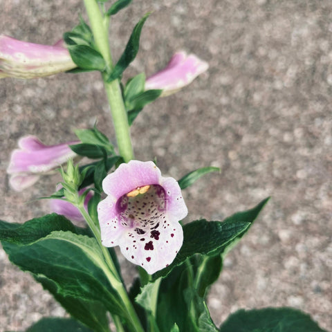 Digitale 'pollux pink'