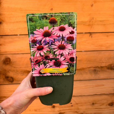 Echinacea 'Magnus'