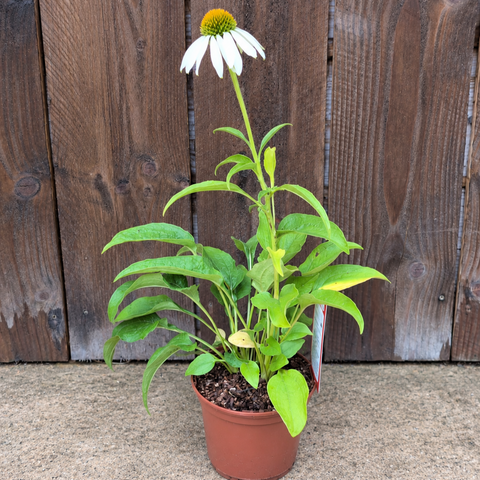 Echinacea purpurea alba