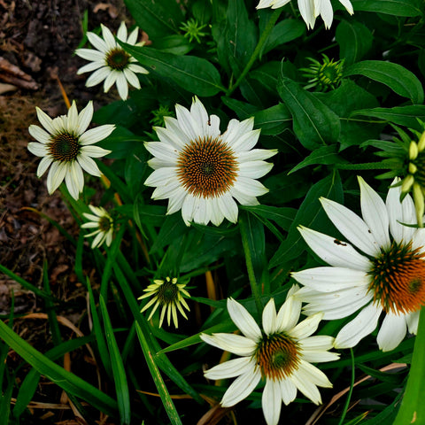 Echinacea purpurea alba