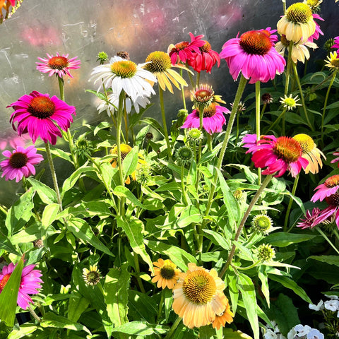 Echinacea purpurea Mix