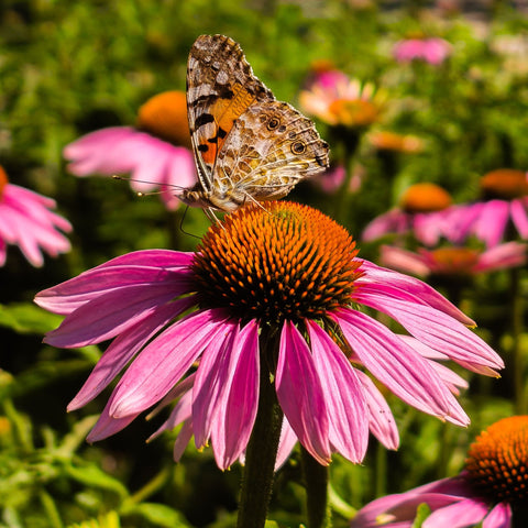 Echinacea purpurea Mix