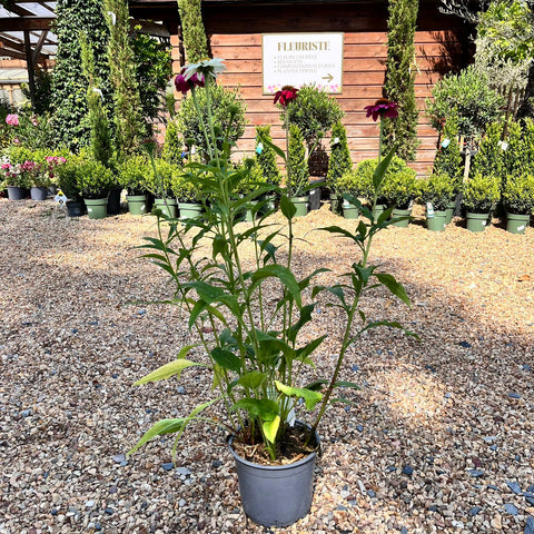 Echinacea purpurea Mix