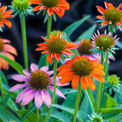 Echinacea purpurea Mix