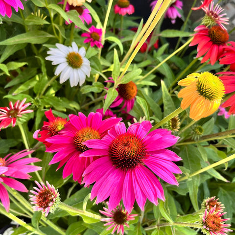 Echinacea purpurea Mix