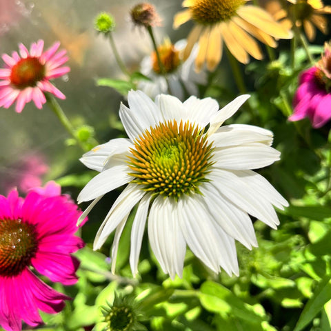 Echinacea purpurea Mix