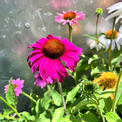 Echinacea purpurea Mix