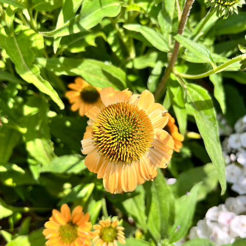 Echinacea purpurea Mix