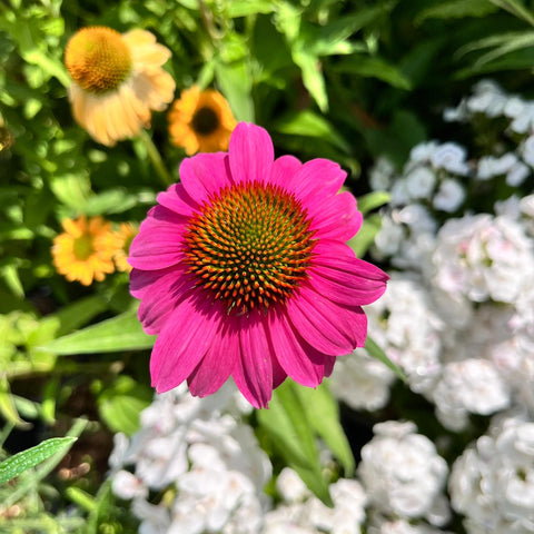 Echinacea purpurea Mix