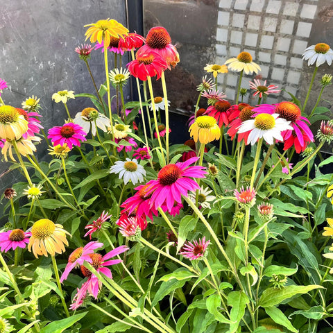 Echinacea purpurea Mix