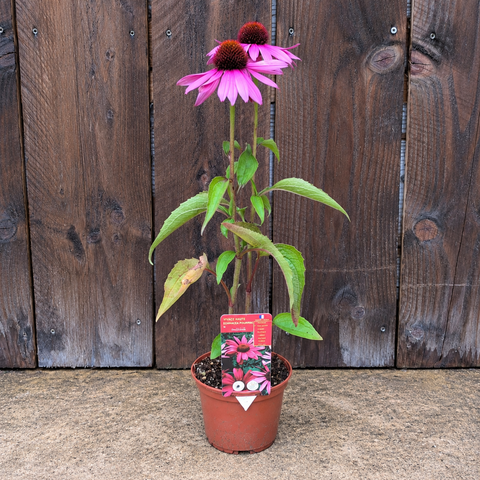 Echinacea purpurea