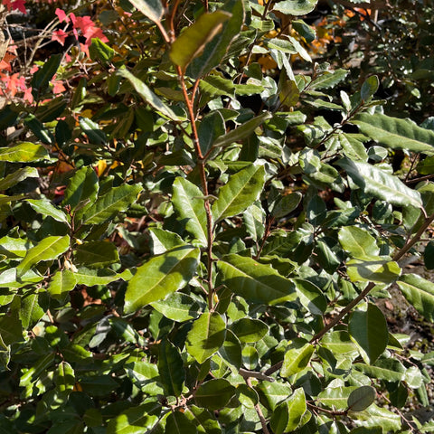 Elaeagnus