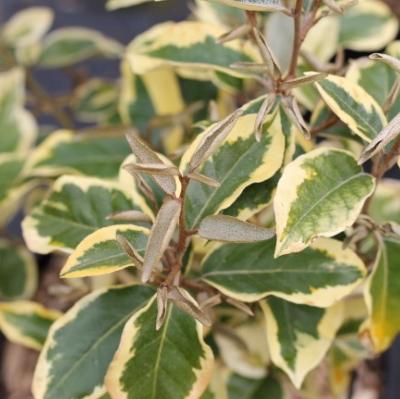 Elaeagnus panaché