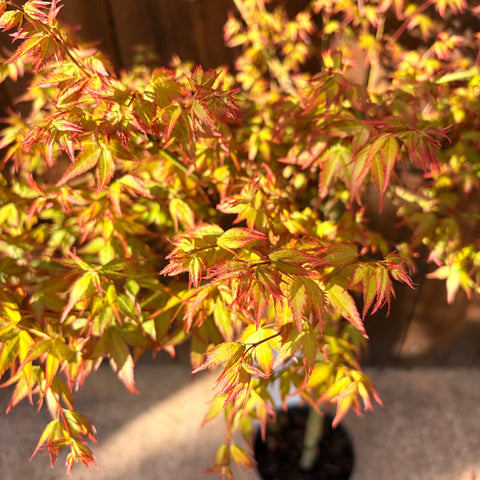 Erable du Japon 'Little Princess'