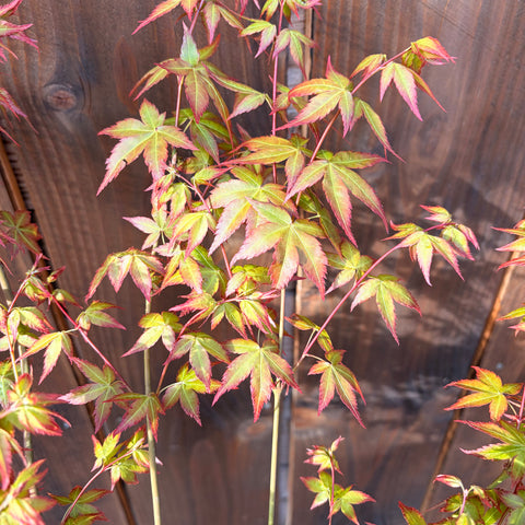 Erable du Japon 'Little Princess'
