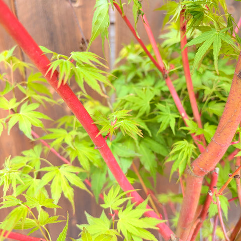 Erable du Japon 'Sango Kaku'
