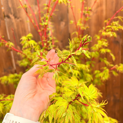 Erable du Japon 'Sango Kaku'