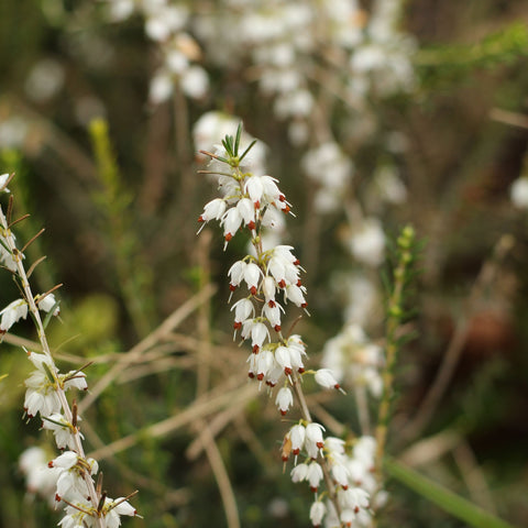 Bruyère d'hiver 'Silberschmelze'