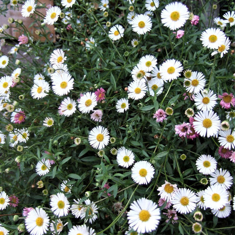 Erigeron karvinskianus