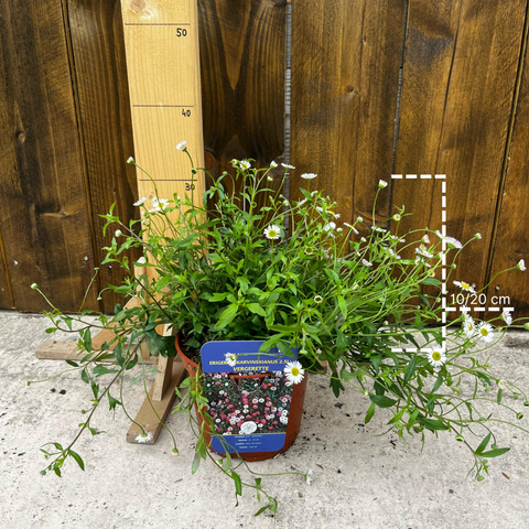 Erigeron karvinskianus