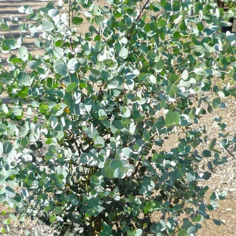 Eucalyptus Gunnii